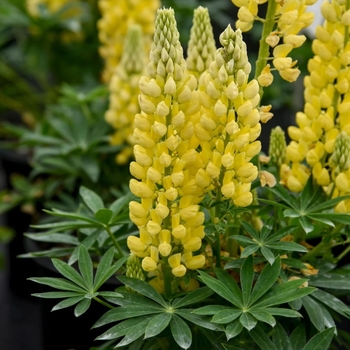 Lupinus polyphyllus 'Yellow' 10,195,389