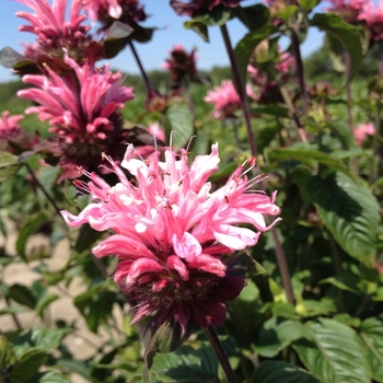 Monarda 'Bee-Lieve' PP30681