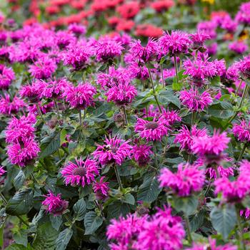 Monarda 'Bee-Free' 30,963