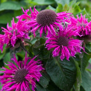 Monarda 'Bee True' PP29763P2