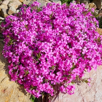 Phlox subulata 'Drummond's Pink' 