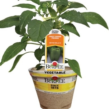 Capsicum annuum 'Better Belle II' 