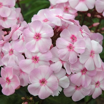 Phlox subulata 'Cotton Candy' 