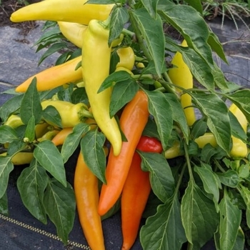 Capsicum annuum 'Hungarian Hot Wax' 