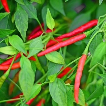 Capsicum annuum 'Burning Bush' 