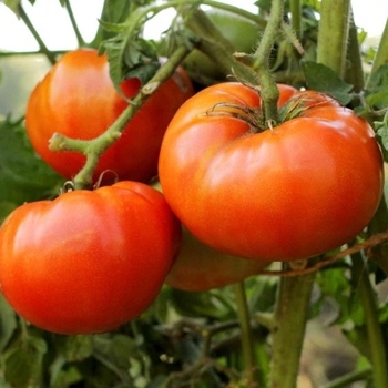 Solanum lycopersicum 'Better Boy' 