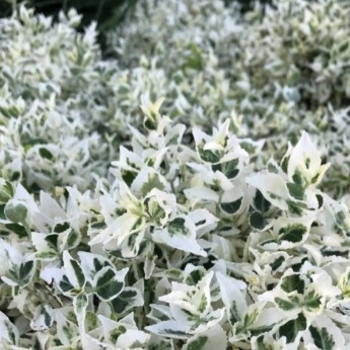 Euonymus fortunei 'Dan's Delight' Dandel PP26003