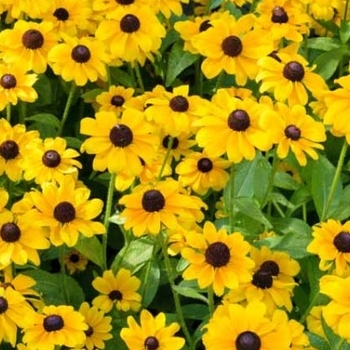 Rudbeckia Fulgida 'Toto&reg; Gold' PP19740
