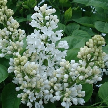 Syringa vulgaris 'Bridal Memories' 