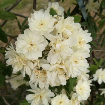 Rosa banksiae 'Alba Plena' 