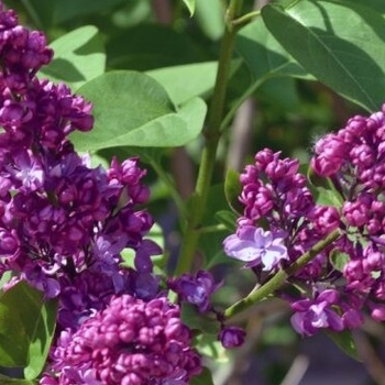 Syringa vulgaris 'Congo' 