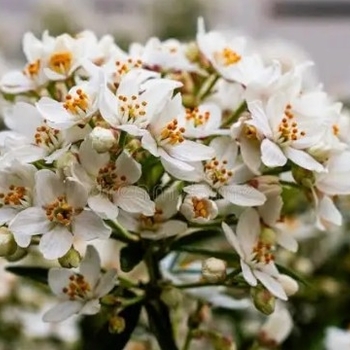 Choisya x dewitteana 'Aztec Pearl' 