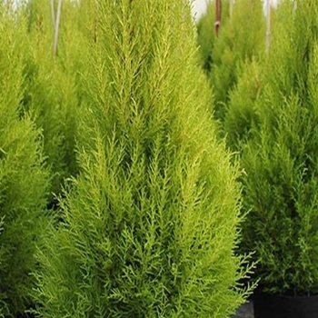 Chamaecyparis lawsoniana 'Filip's Golden Tears' 