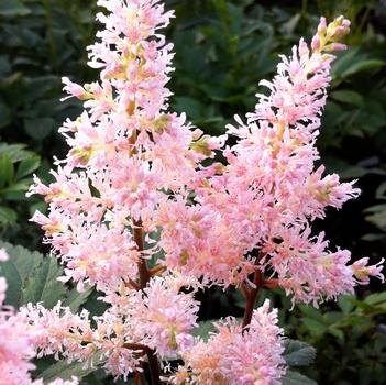 Astilbe japonica 'Peach Blossom'
