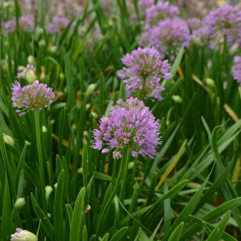 Allium 'Millenium'