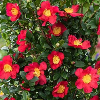 Camellia sasanqua 'Yuletide' 