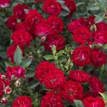 Rosa 'Scarlet Drift®' 