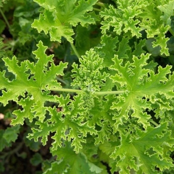 Pelargonium 'Bitter Lemon'