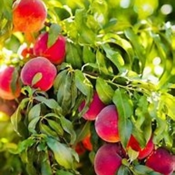 Prunus persica 'Bailey Hardy' 