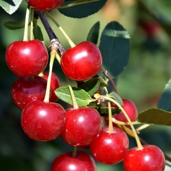 Prunus cerasus 'Meteor' 