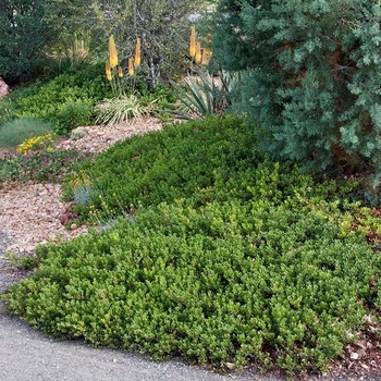 Arctostaphylos x coloradensis