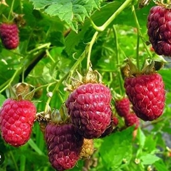 Rubus idaeus