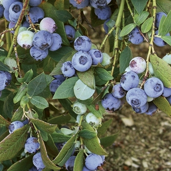Vaccinium corymbosum