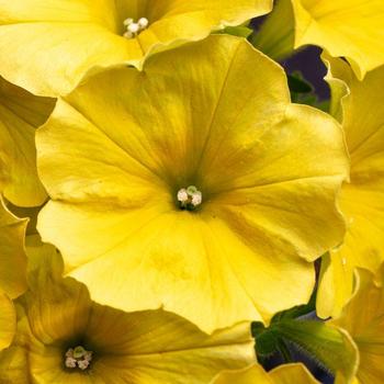 Petunia Crazytunia&reg; 'Yello'