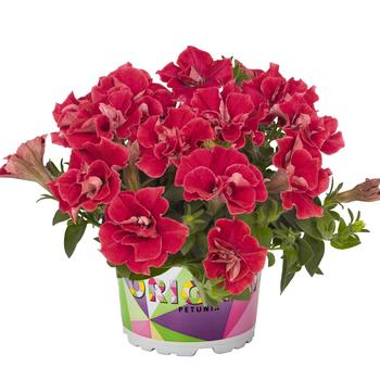 Petunia 'Origami Watermelon' 