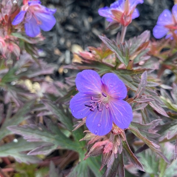 Geranium maculatum 'Dark Roast' PPAF