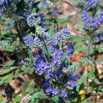 Caryopteris x clandonensis 'Blue Mist' 