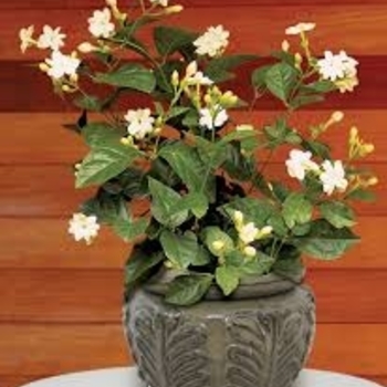 Jasminum sambac 'Maid of Orleans' 