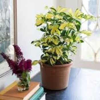 Schefflera arboricola 'Dazzle' 