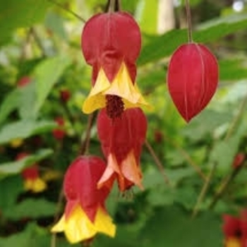 Abutilon 'Red Tiger'