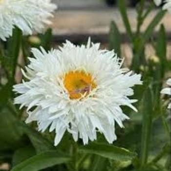 Leucanthemum maximum 'Rebecca' PPAF
