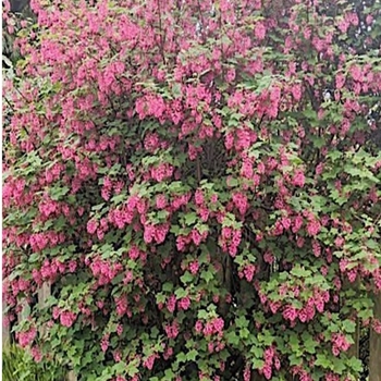 Ribes sanguineum 'King Edward VII' 