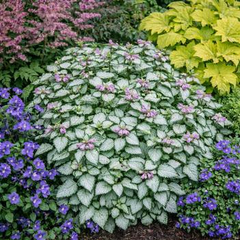 Lamium maculatum 'Beacon Silver' 