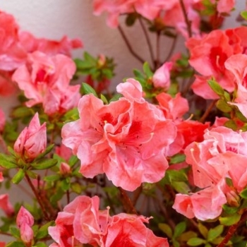 Rhododendron 'Fashion' 