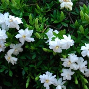 Gardenia jasminoides 'Radicans' 