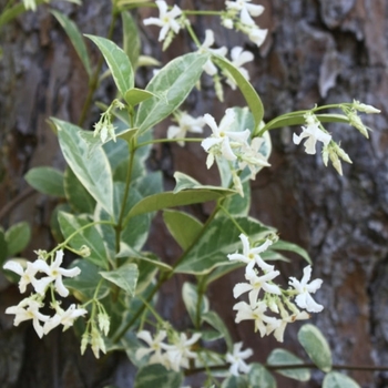 Trachelospermum jasminoides 'Variegata' 