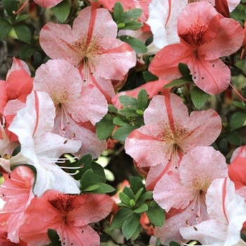 Rhododendron Satsuki hybrid 'Wakaebisu'