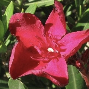 Nerium oleander 'Hardy Red' 