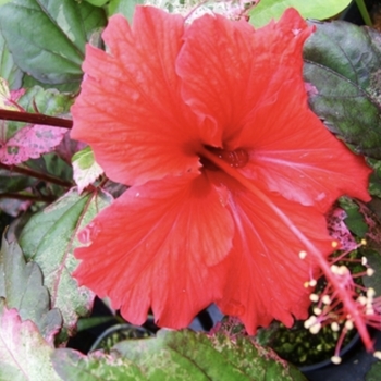 Hibiscus rosa-sinensis 'Red Hot'