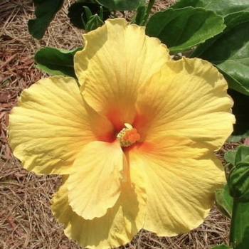 HIbiscus rosa-sinensis 'Joanne' 