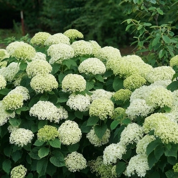 Hydrangea arborescens