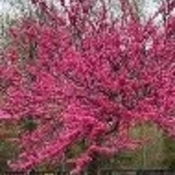 Cercis canadensis 'Appalachian Red' 
