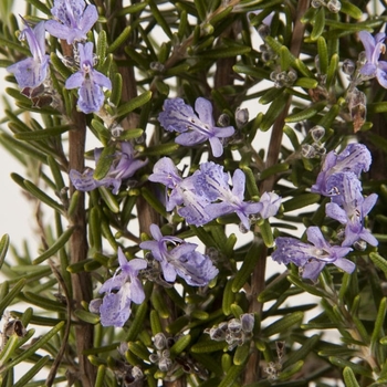 Rosmarinus officinalis 'Madaline Hill' 