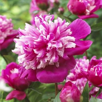 Paeonia lactiflora 'Celebrity' 