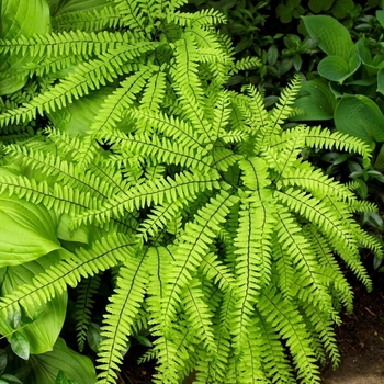 Adiantum 'Multiple Varieties'