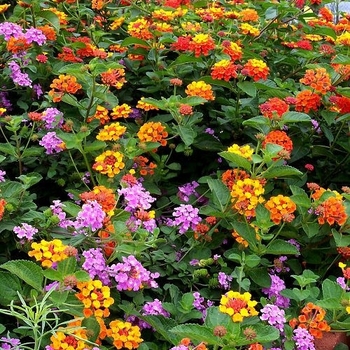Lantana camara 'Chapel Hill Gold' PP21539
